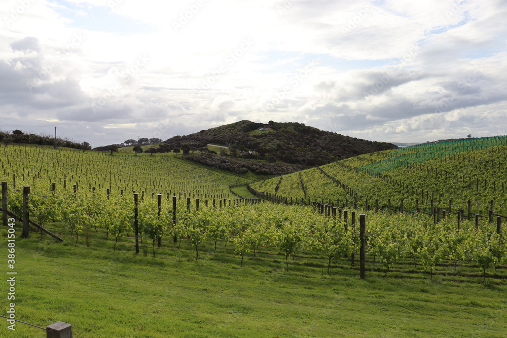 vineyard in spring