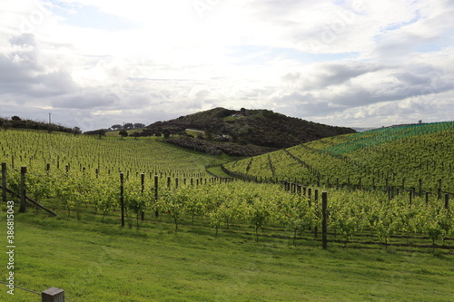 vineyard in spring © Emmanuel