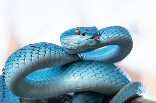 Blue Viper Snake © Maizal