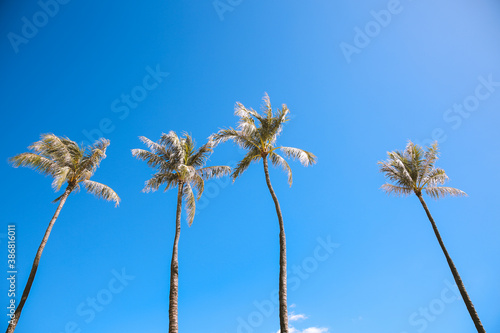 Palm trees in Ala Moana Regional Park, Honolulu, Oahu, Hawaii