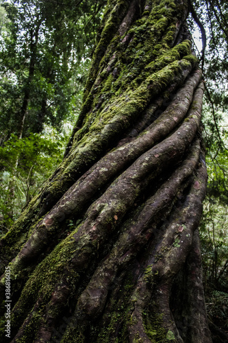 twisted tree