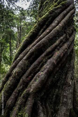 twisted tree