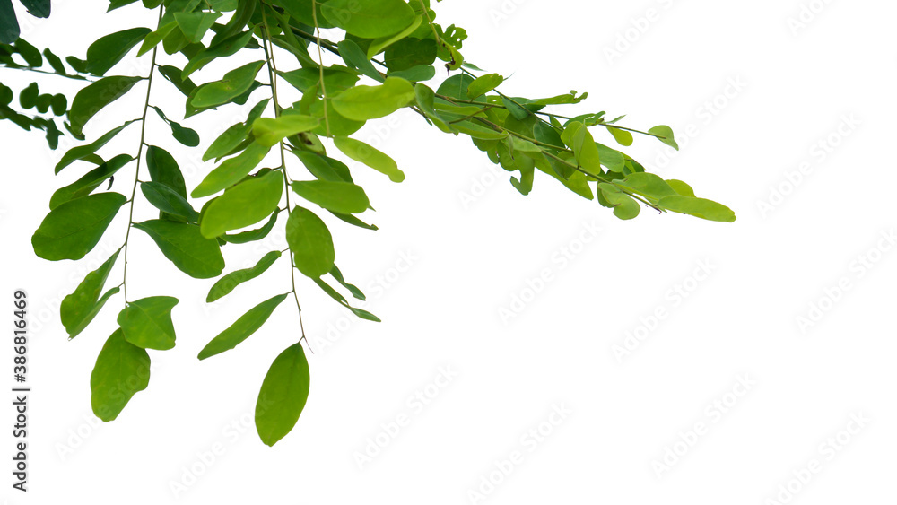 Leaves on a white background Leaves on a white background