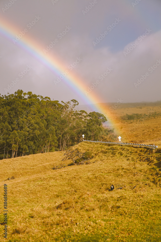Rainbow in the pasture, Haleakala Highway, Maui, Hawaii