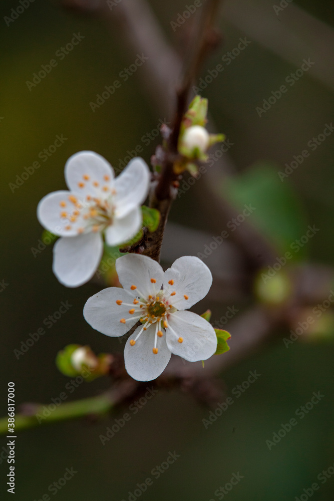 Fototapeta premium tree flowers