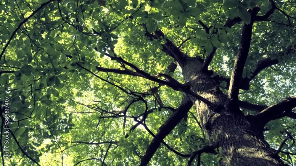 Vertical Shot Of A Tall Canopy Tree With Verdant Leaves In The Forest - low angle ascending Vertical Shot Of A Tall Canopy Tree With Verdant Leaves In The Forest - low angle ascending