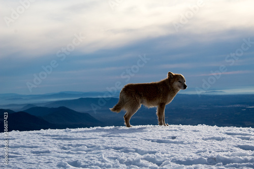 dog in snow
