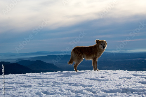 dog in snow