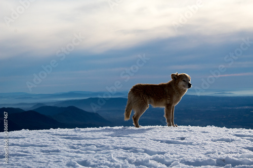 dog in snow