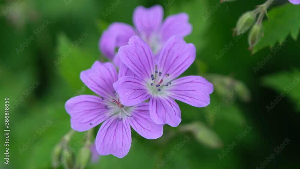 close up of a purple flower close up of a purple flower