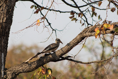 Hornbill on a tree