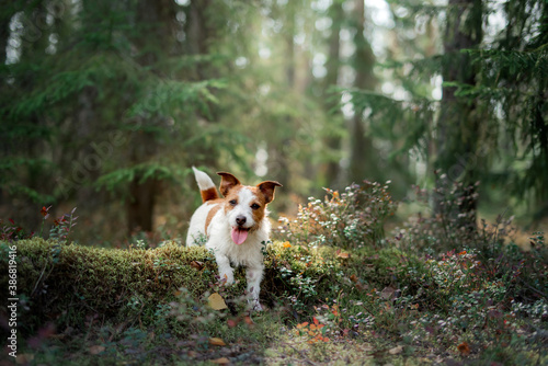 dog in the forest on moss. Sweet Jack Russell on nature
