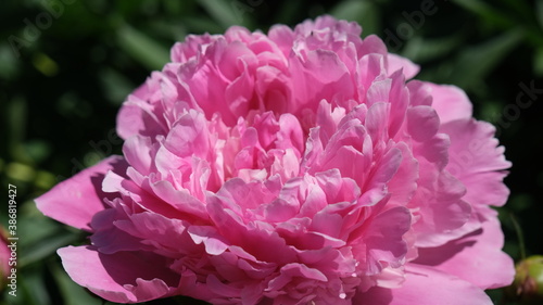 pink and white peony