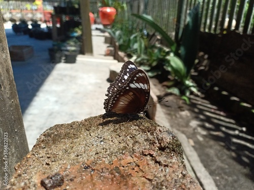 butterfly which has black brown and black color