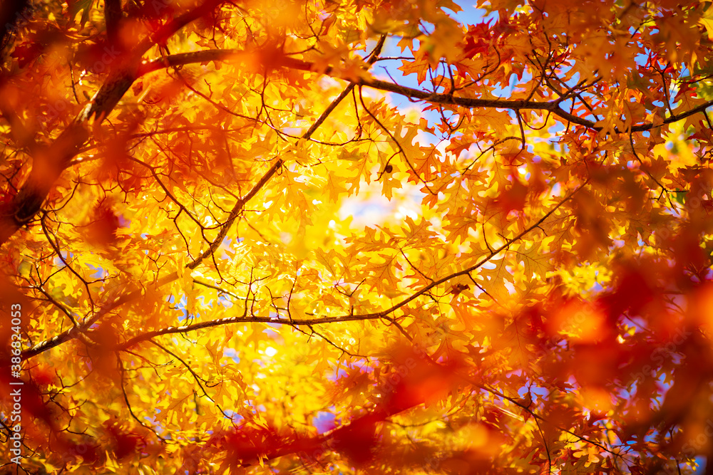 Multi colored autumn leaves on sunny sky background, colorful golden tree in fall Multi colored autumn leaves on sunny sky background, colorful golden tree in fall