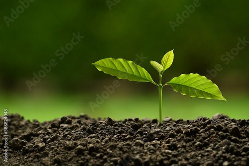 Young plant in the morning light on nature background