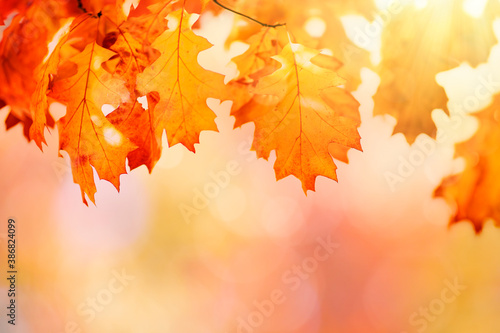 Autumn leaves over golden sunny bokeh background, multi colored leaves sunset copy space, colorful fall backdrop