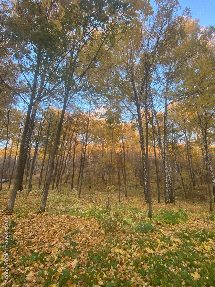 Fototapeta premium autumn in the forest