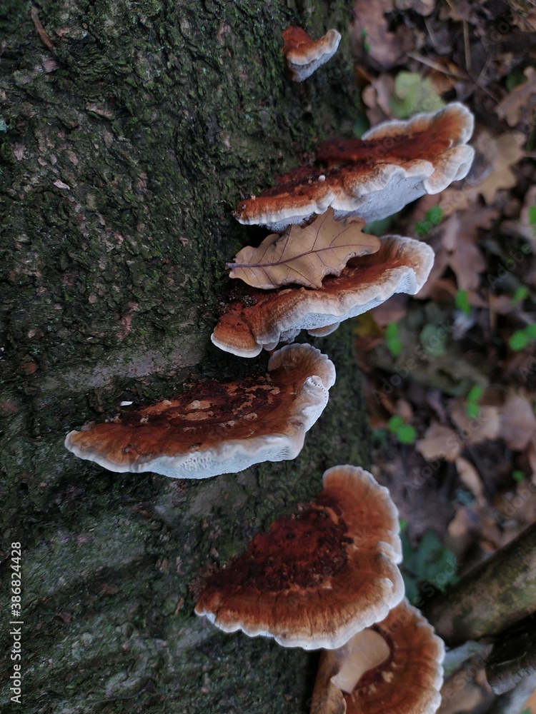 mushrooms on the trunk mushrooms on the trunk
