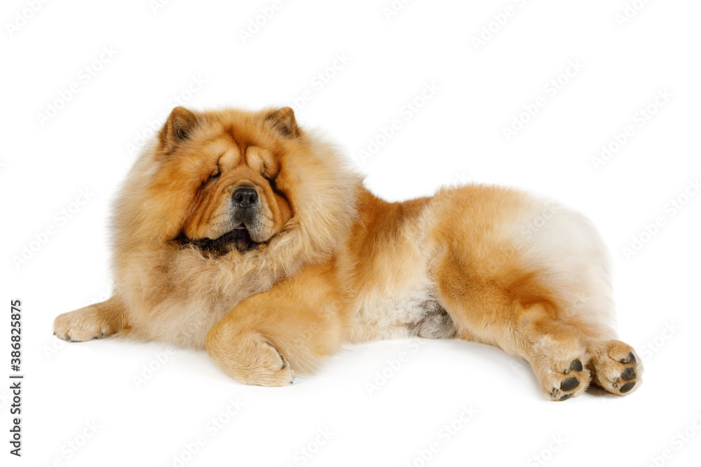 Chow chow dog in studio Chow chow dog in studio