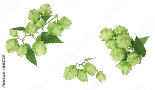 Hops isolated on white background with clipping path, top view