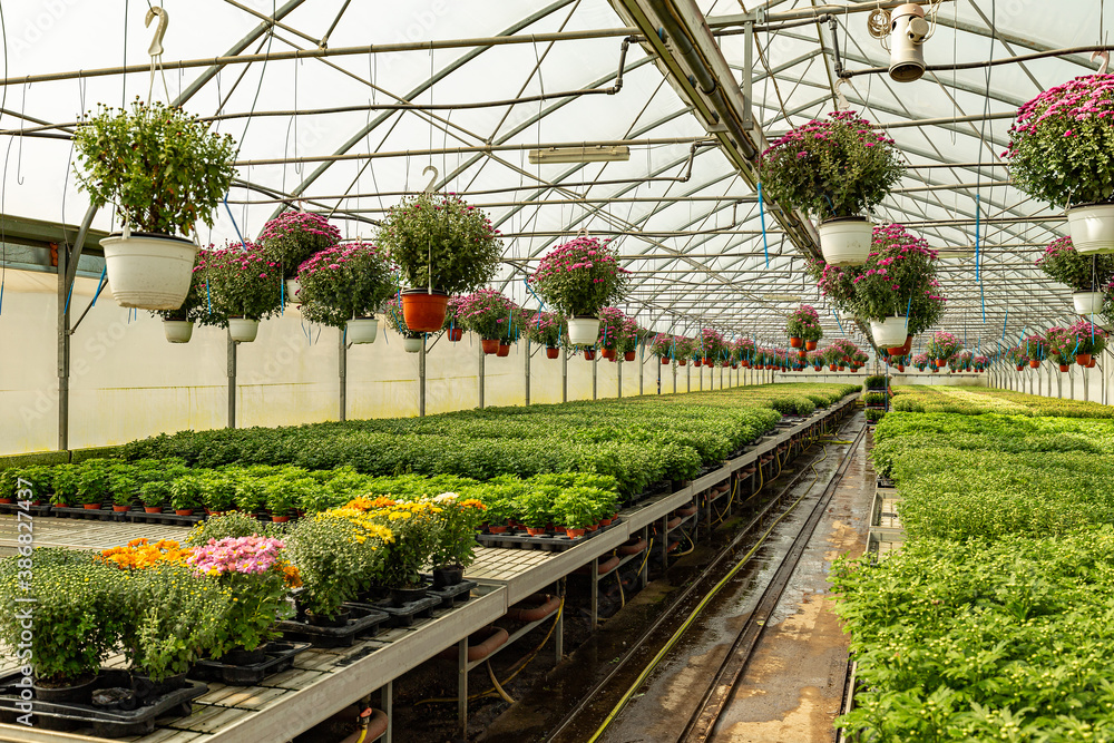 Chrysanthemums plants in greenhouse