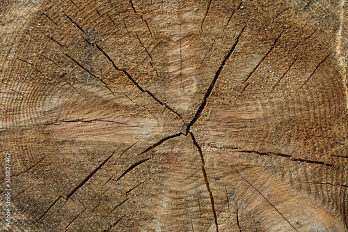 sawn cracked log background close up