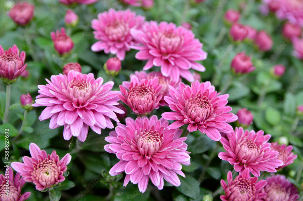 blooming pink chrysanthemums in the garden blooming pink chrysanthemums in the garden
