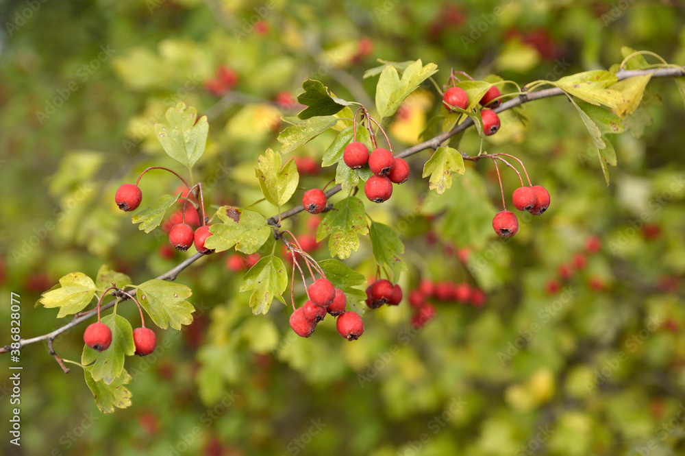 branch of red hawthorn berries close up
