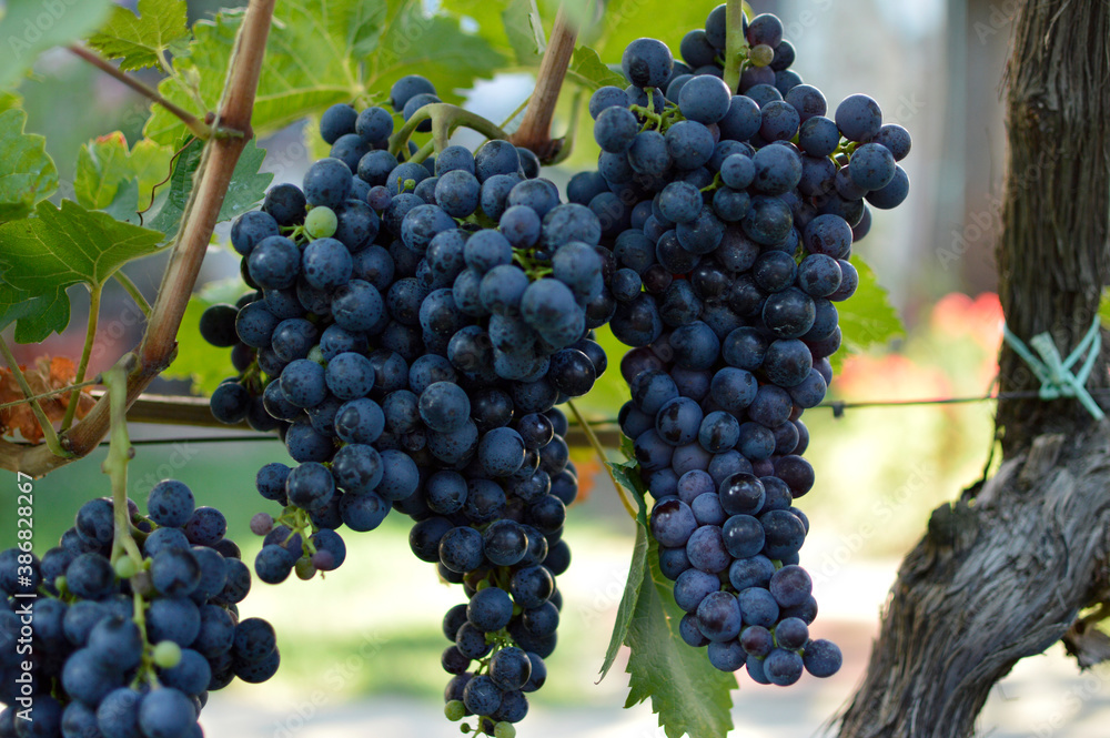 bunch of dark grapes in vineyard