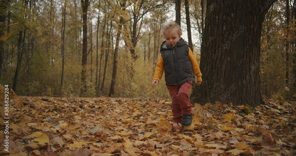 weekend in forest at fall day, little boy is walking over dry leaves on ground, enjoying and exploring nature weekend in forest at fall day, little boy is walking over dry leaves on ground, enjoying and exploring nature