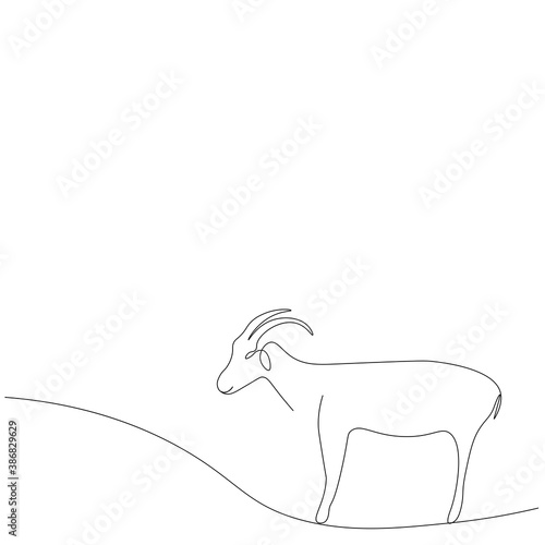 Goat farm animal line drawing. Vector illustration