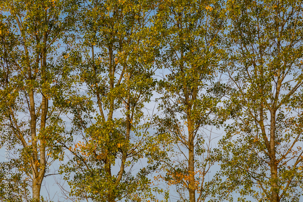 Obraz premium Canadian cottonwood trees in fall. Populus canadensis. El Páramo, León, Spain.