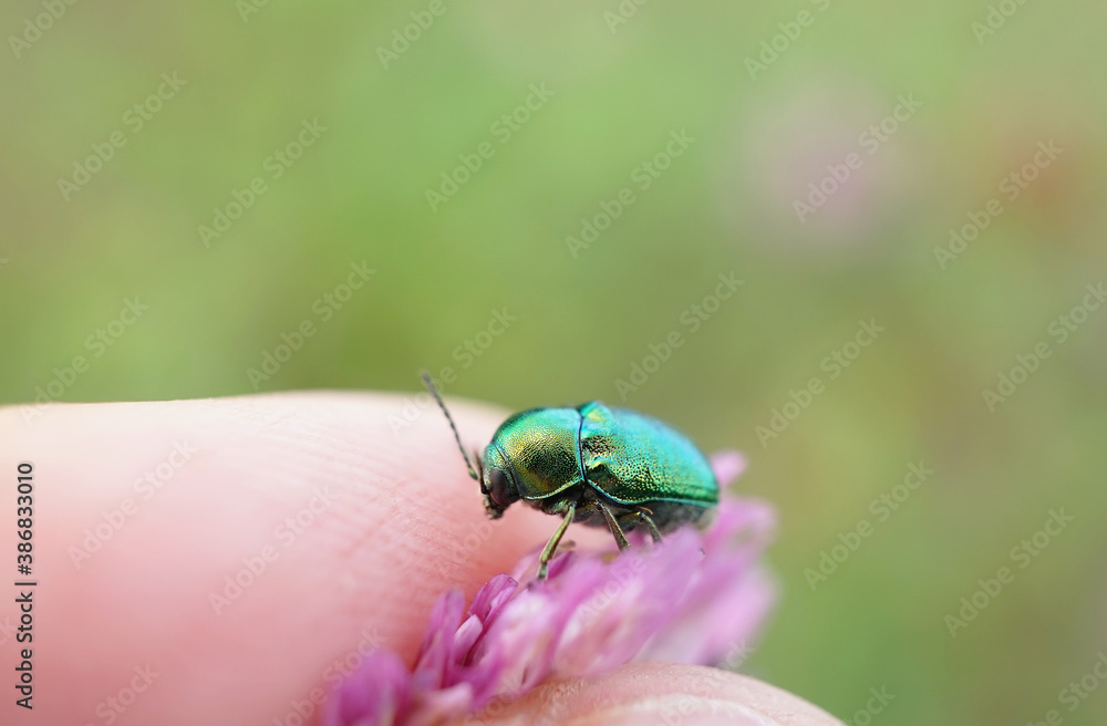 Fallkäfer auf einen Finger Fallkäfer auf einen Finger