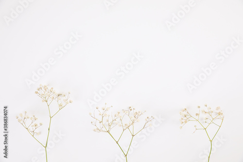 gypsophila little white flower plant isolated in white background in top view
