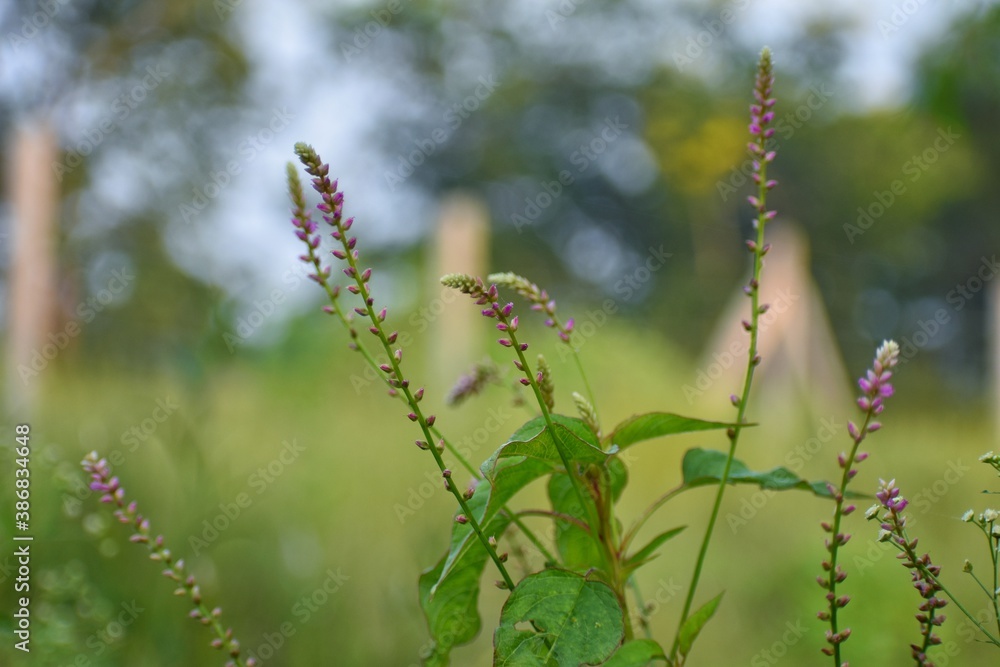 Fototapeta premium Wildflowers in the field red pink