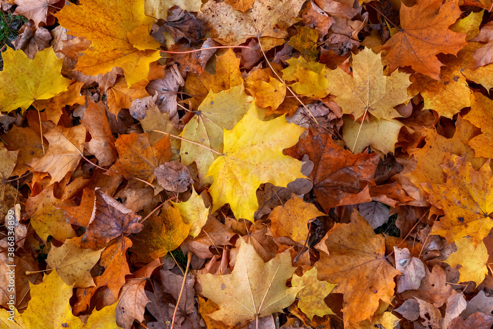 Red and orange autumn leaves background. Colorful image of fallen autumn leaves background.