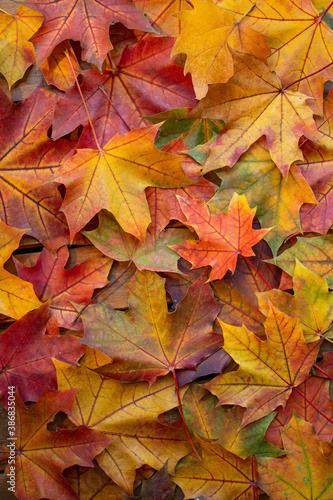 Autumn Leaves Background.
Colourful Foliage, maple leaves in different stages of changing colour.