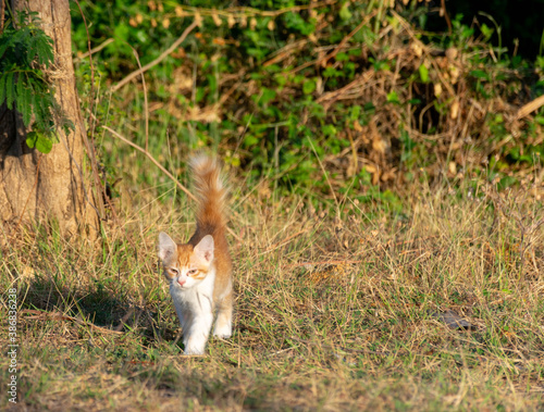 an orange cat is walking in the field and looking at something.