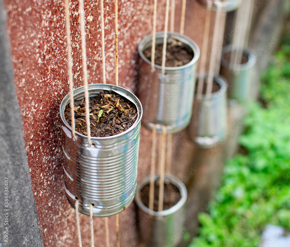 Saplings of vegetable in recycled cans as a vertical garden, Waste management, reduce waste, freshness, global warming and climate change concept Saplings of vegetable in recycled cans as a vertical garden, Waste management, reduce waste, freshness, global warming and climate change concept