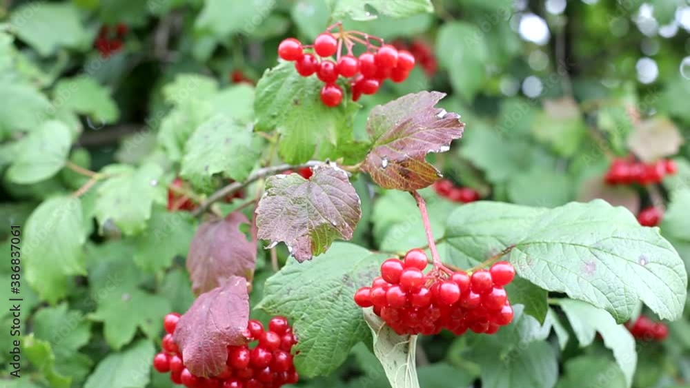 Delicious red berry of viburnum grows on a bush. Vitamin berry for health, close-up Delicious red berry of viburnum grows on a bush. Vitamin berry for health, close-up
