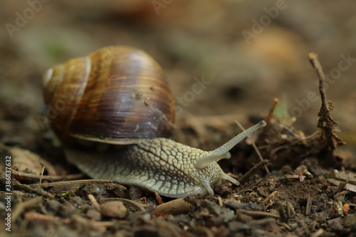 Roman snail in the garden