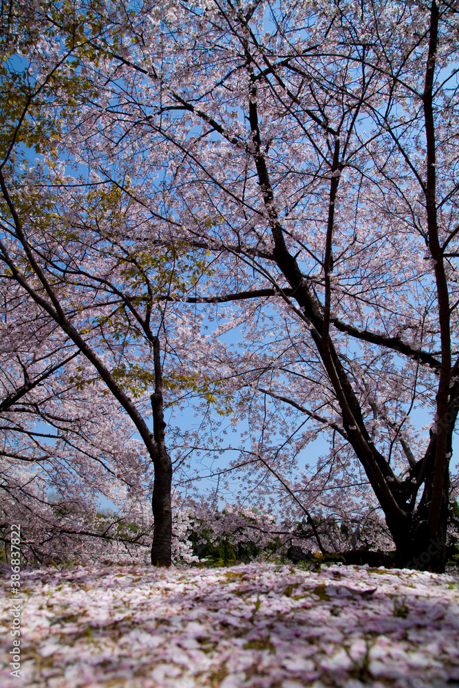 Obraz premium 散りゆく桜