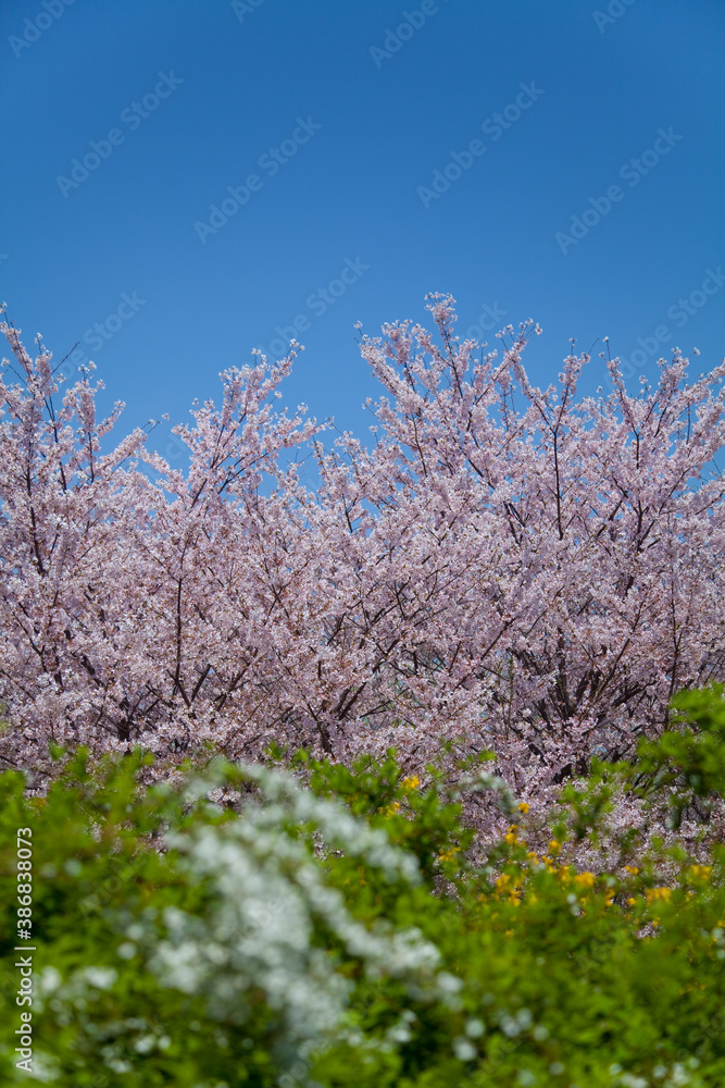鶴見新山の桜