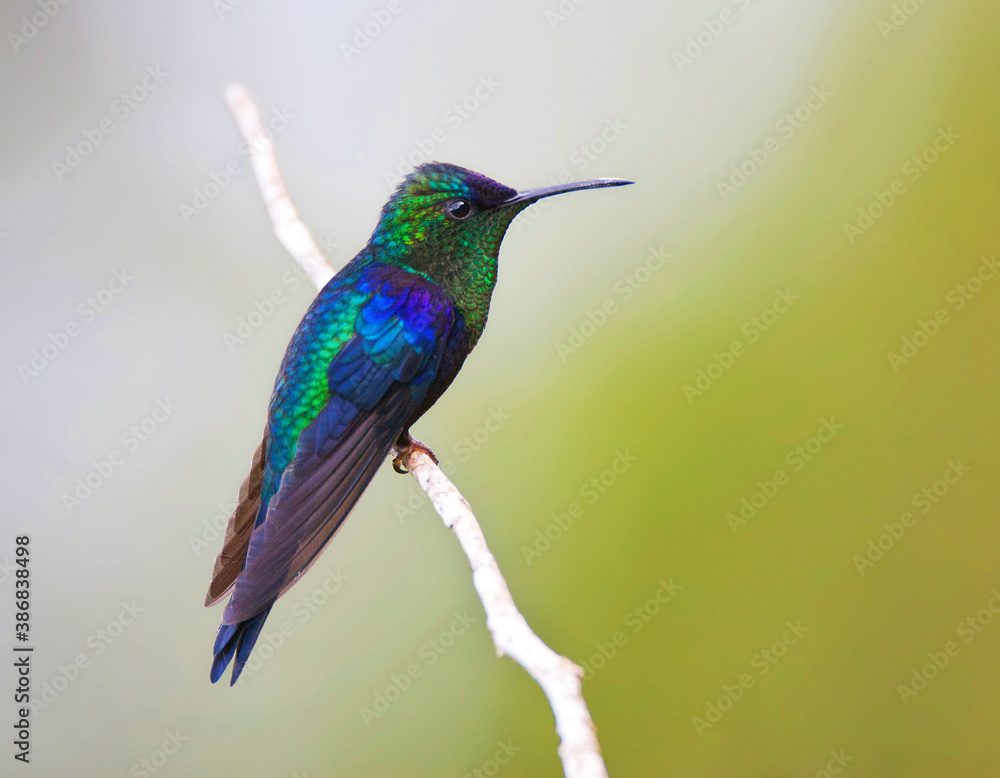 Violet-crowned Woodnymph, Thalurania colombica Violet-crowned Woodnymph, Thalurania colombica