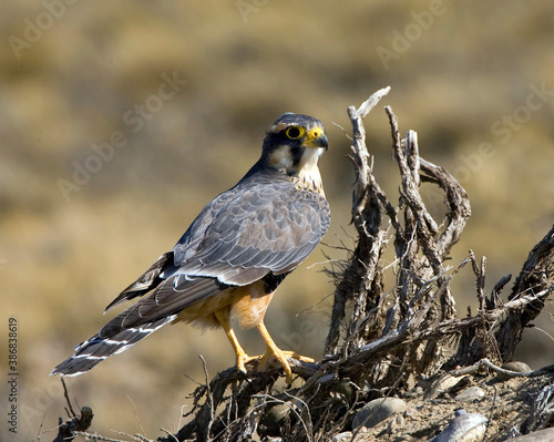 Aplomado Falcon, Falco femoralis