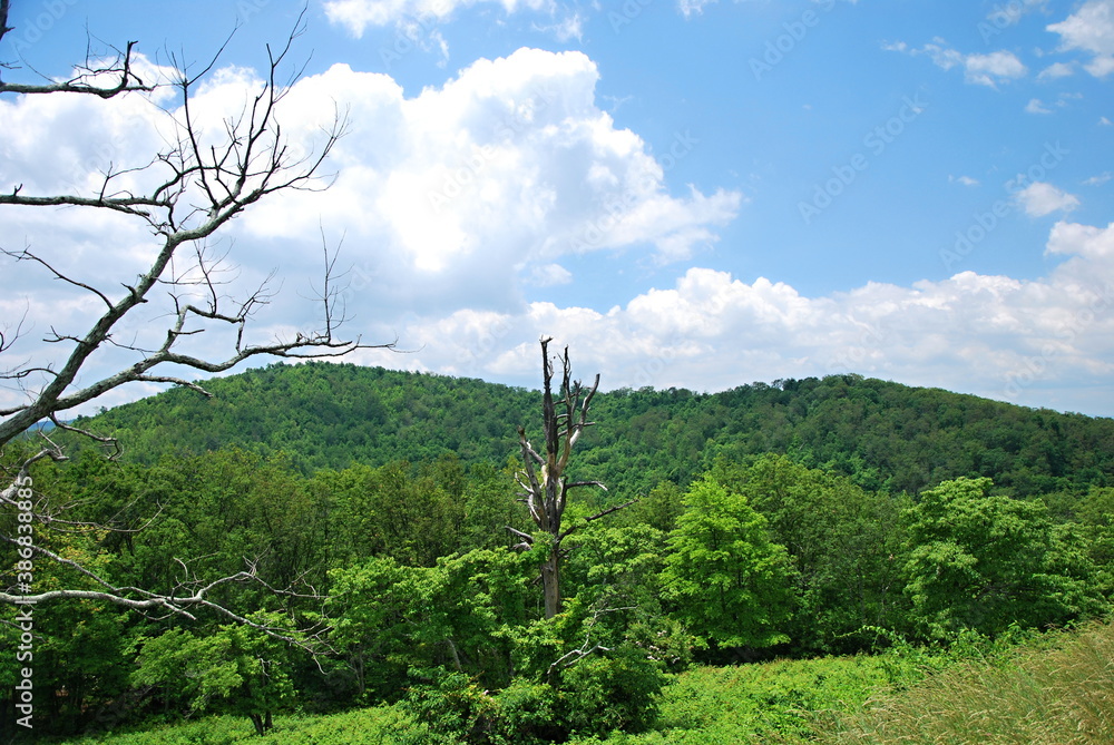 Fototapeta premium Landschaft im Shenandoah National Park, Virginia
