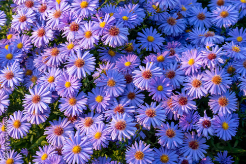 Die Aster ist eine sehr vielseitige Gartenschönheit.Im Volksmund wird die ausdauernde und winterharte Staude gerne Herbstaster