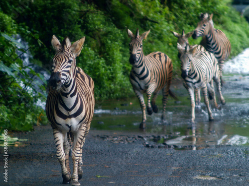 five zebras galloping together on the road