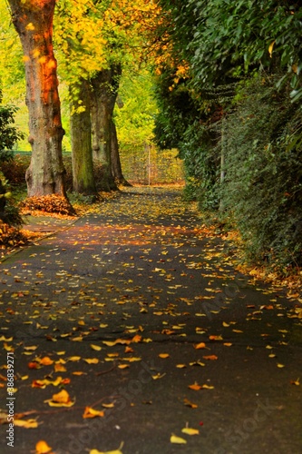Wundersch  ner Weg mit B  umen im Herbst im Wald.   Asphalt road with beautiful trees in autumn 